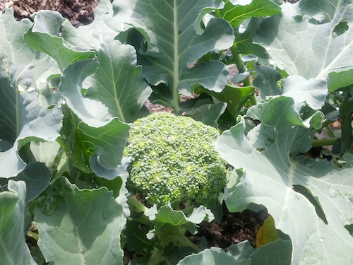 Broccoli in the TSD Garden