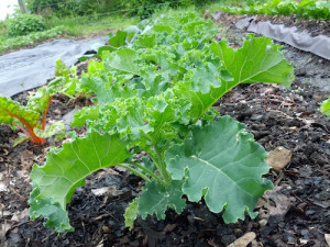 Kale in the Garden